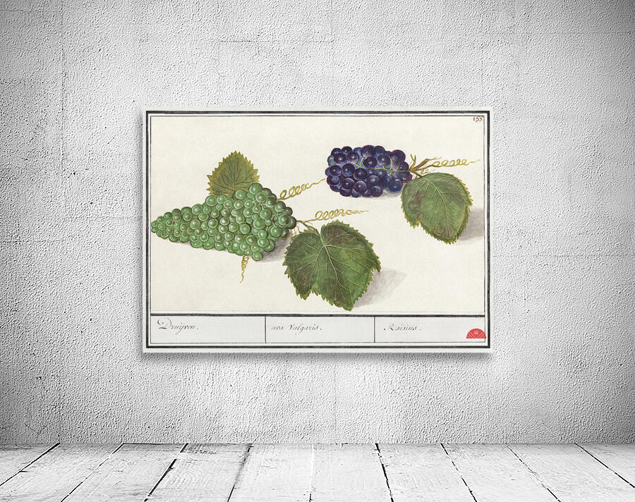 Grapes in vintage style Wall Preview