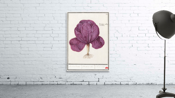 Red cabbage in vintage style Wall Preview