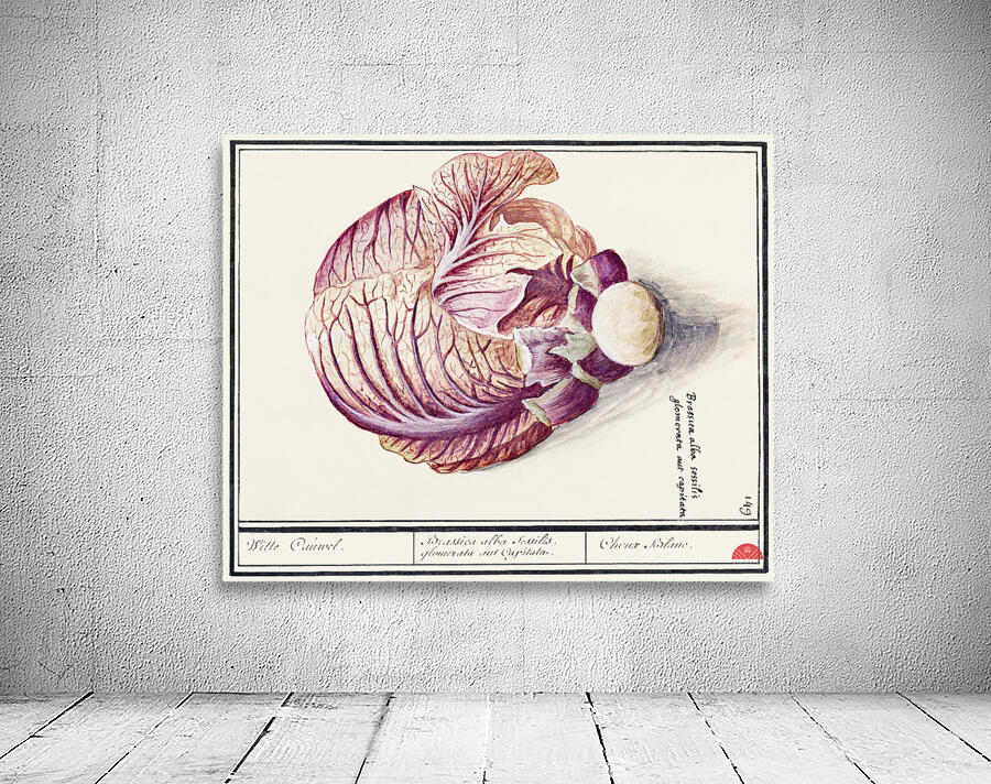 White cabbage in vintage style Wall Preview