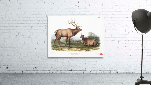 American Elk Cervus Canadensis  Wall Preview