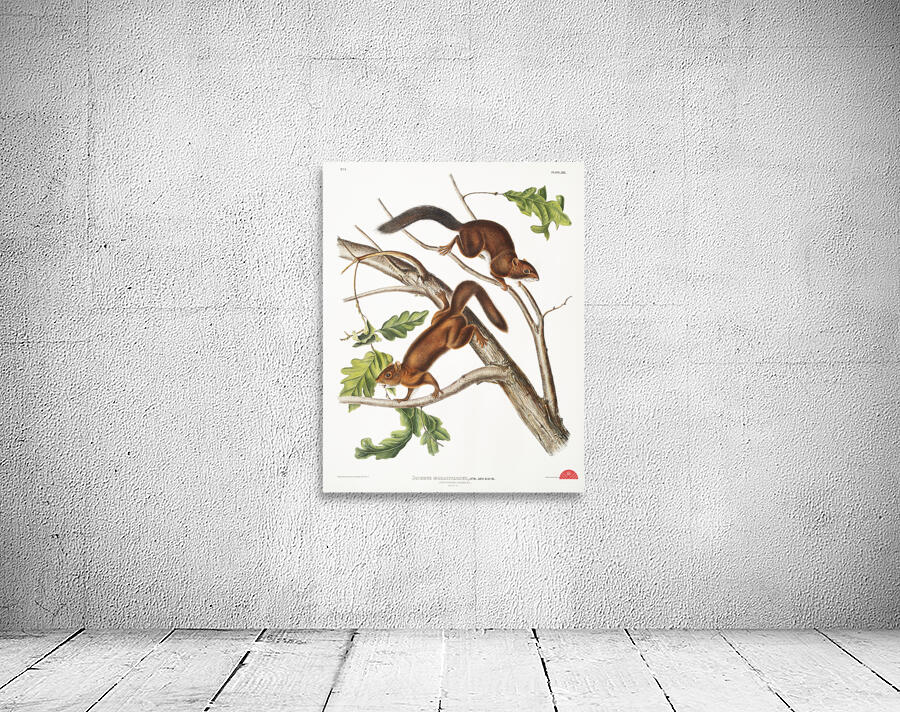 Soft-haired Squirrel Sciurus mollipilosus  Wall Preview