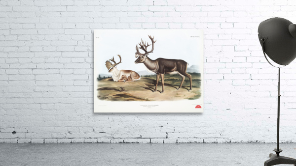 Caribou or American Rein Deer Tarandus furcifer  Wall Preview