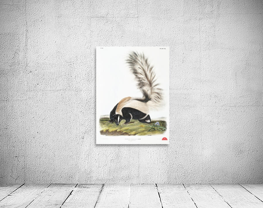 Large-tailed Skunk Mephitis macroura  Wall Preview