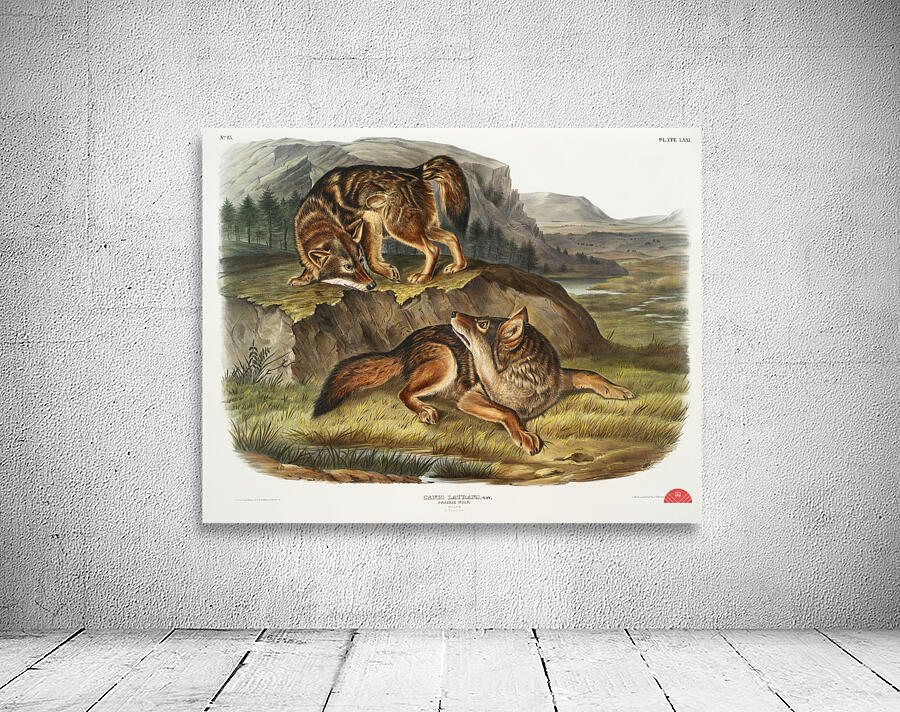 Prairie Wolf Canis latrans  Wall Preview