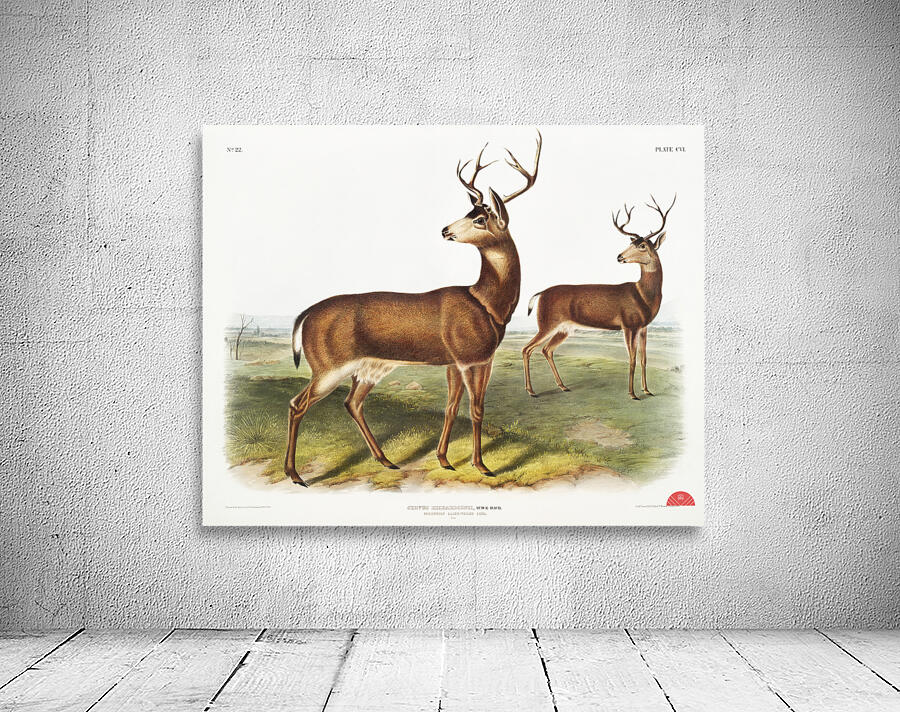 Columbian Black-tailed Deer Cervus Richardsonii  Wall Preview