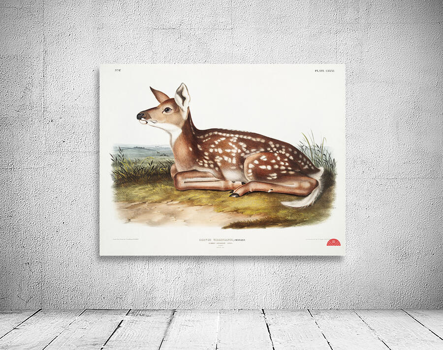 Columbian Black-tailed Deer Cervus Richardsonii  Wall Preview