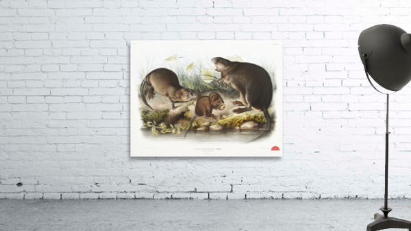 Musk-Rat Musquash Fiber Zibethicus  Wall Preview