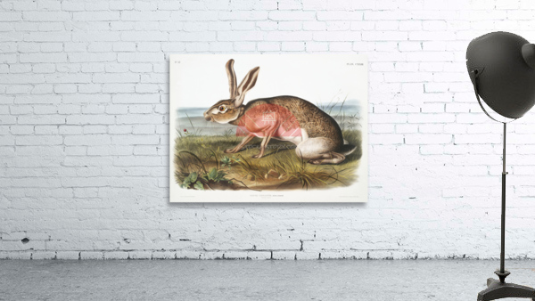 Texian Hare Lepus Texianus  Wall Preview