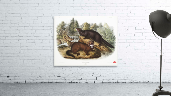 Mink Putorius vison  Wall Preview