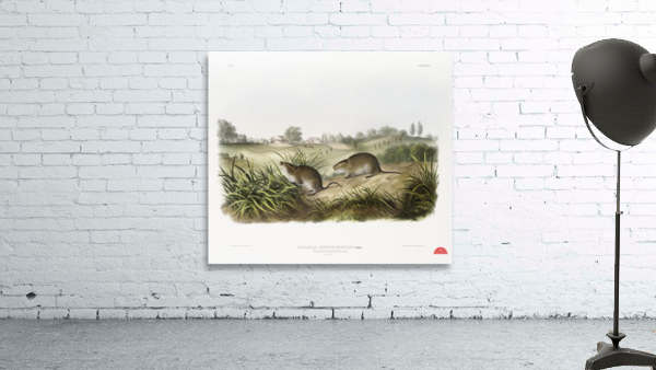 Meadow Mouse Arvicola Pennsylvanicus  Wall Preview