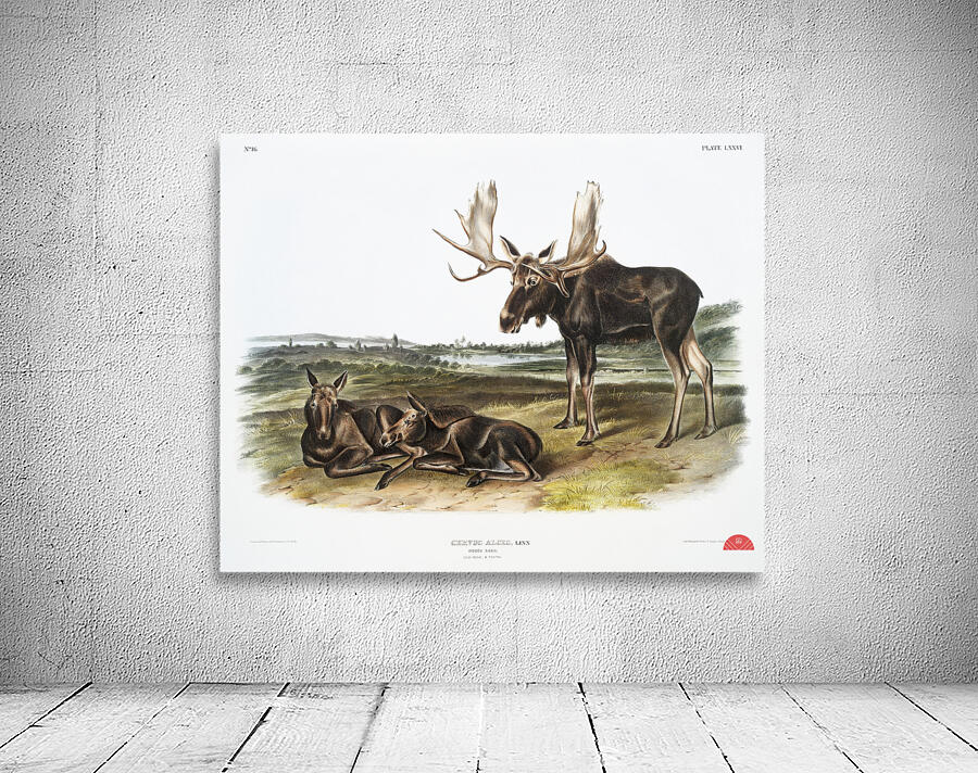 Moose Deer Servus alces  Wall Preview