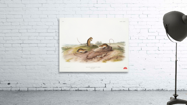 Jumping Mouse Meriones Americanus  Wall Preview