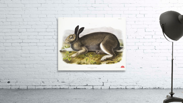 Polar Hare Lepus glacialis  Wall Preview