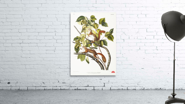 Bay Squirrel Chickaree Red Squirrel Sciurus Hudsonius  Wall Preview