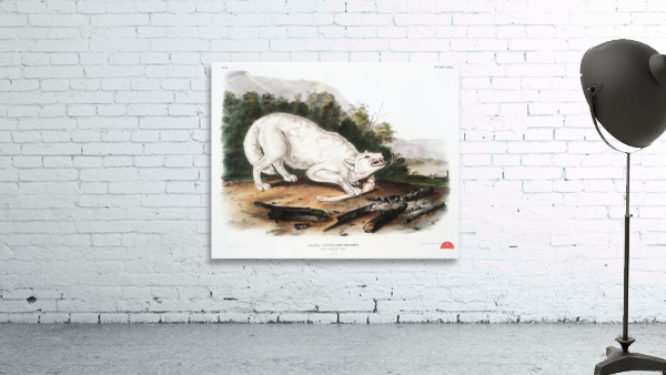 White American Wolf Canis lupus  Wall Preview