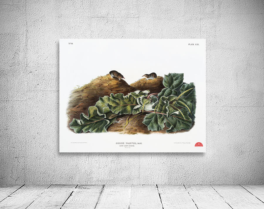 Least Shrew Sorex parvus  Wall Preview