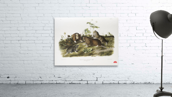 Canada Pouched Rat Pseudostoma bursarius  Wall Preview