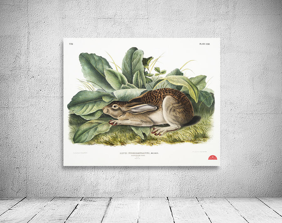 Black-tailed Hare Lepus negricaudatus  Wall Preview