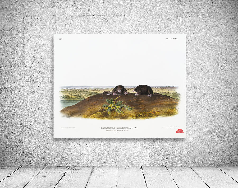 Star-nose Mole Condylura cristata  Wall Preview