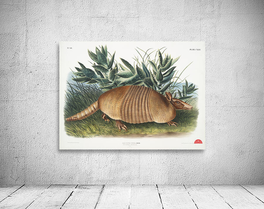 Nine-banded Armadillo Dasypus Peba  Wall Preview