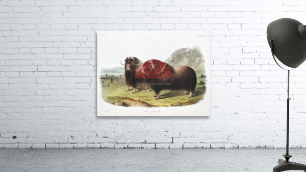 Musk Ox Ovibos moschatus  Wall Preview