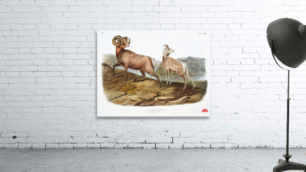 Rocky Mountain Sheep Ovis montana  Wall Preview