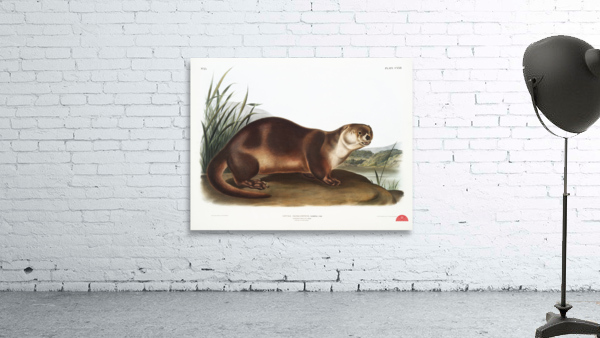 Canada Otter Lutra Canadensis  Wall Preview