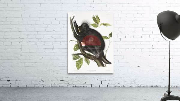 Canada Porcupine Nystrix dorsata  Wall Preview