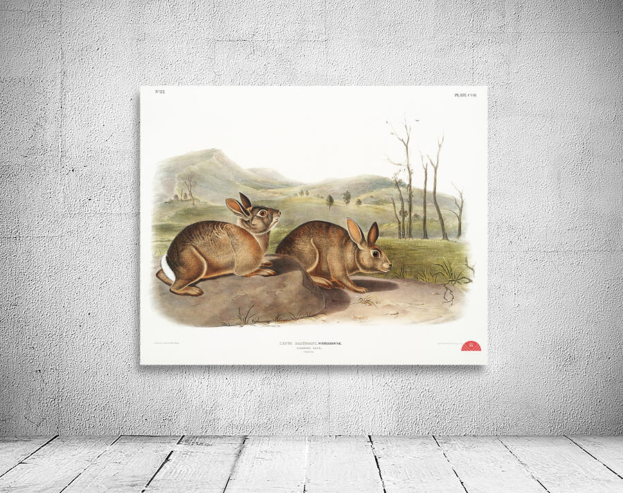 Hare Lepus Bachmani  Wall Preview