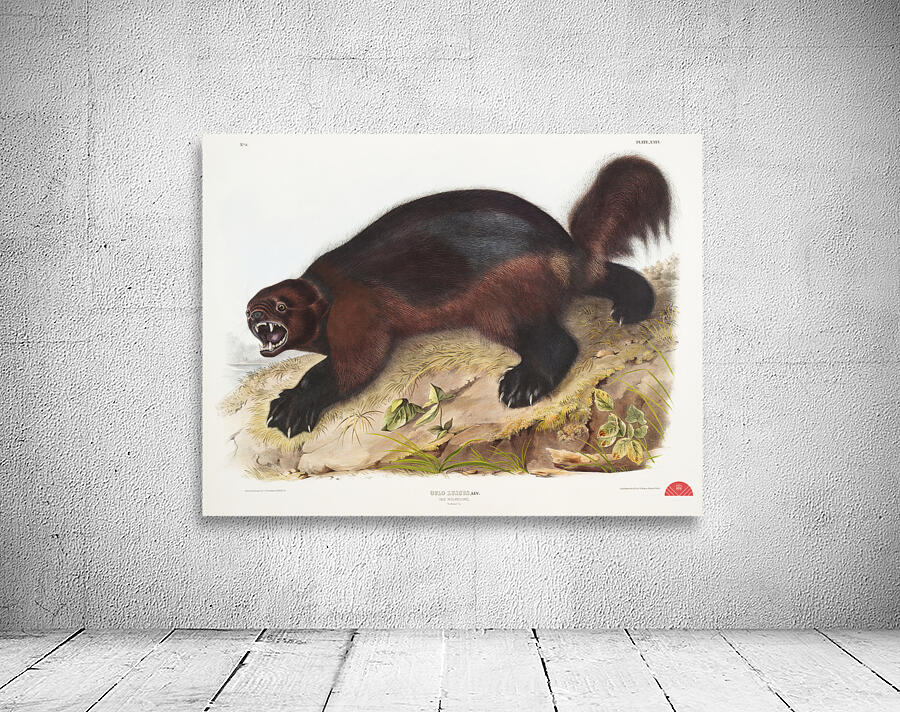 Wolverine Gulo luscus  Wall Preview