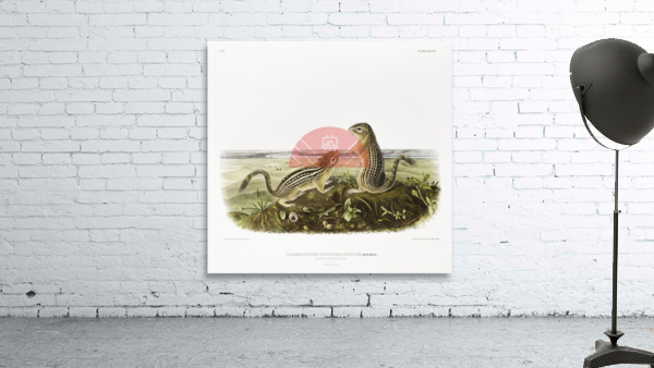 Leopard Spermophile Spermophilus tridecemlineatus  Wall Preview