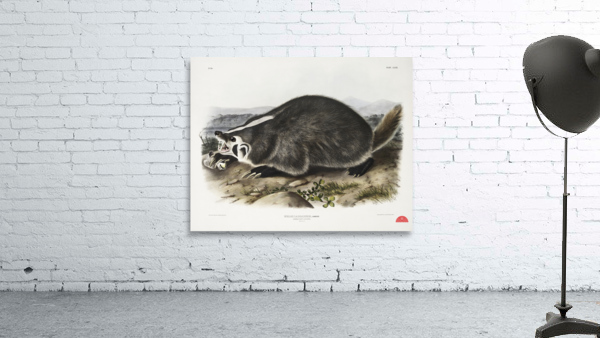 Leopard Spermophile Spermophilus tridecemlineatus  Wall Preview