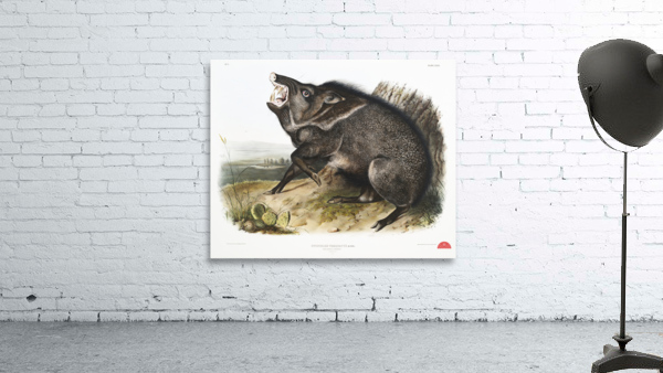 Collared Peccary Dycoteles torquatus  Wall Preview