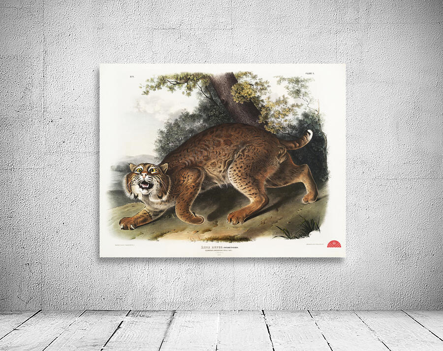 American wild cat Lynx rufus  Wall Preview