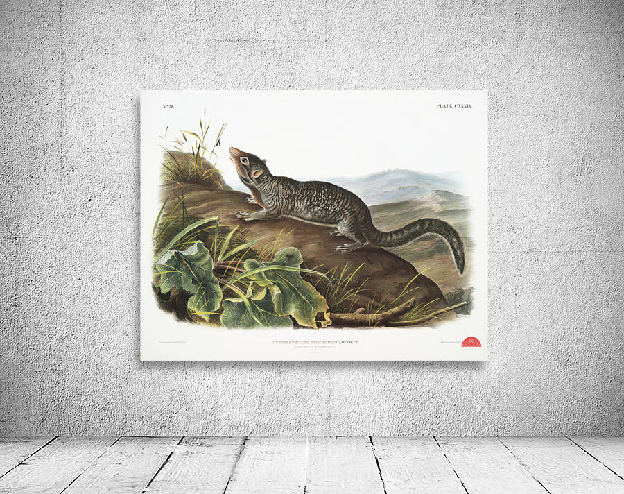 Large-tailed Spermophile Spermophilus macrourus  Wall Preview