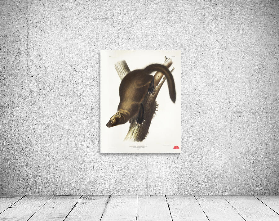 Marten Mustela Canadensis  Wall Preview