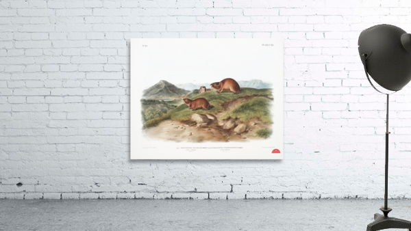 Tawny Lemming Georychus helvolus  Wall Preview