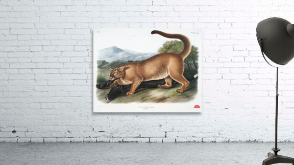 Cougar Felis concolor  Wall Preview
