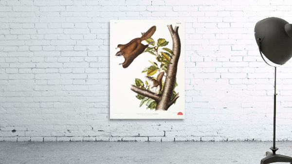 Cougar Felis concolor  Wall Preview