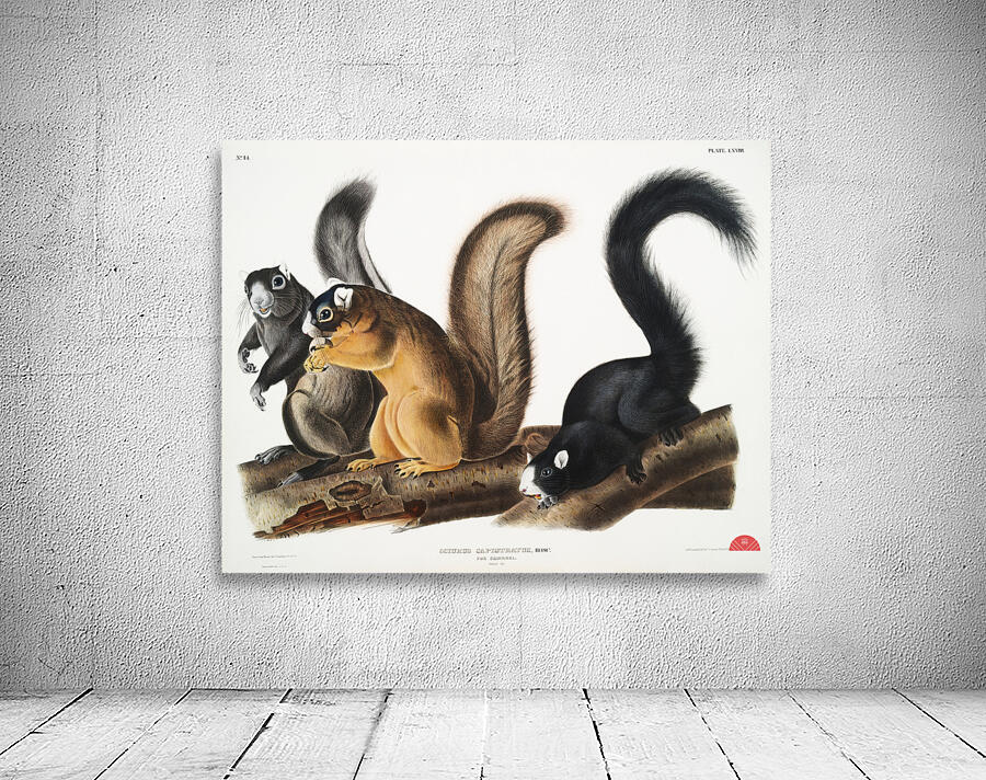 Fox Squirrel Sciurus capistratus  Wall Preview