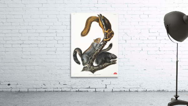 Cat Squirrel Sciurus cinereus  Wall Preview