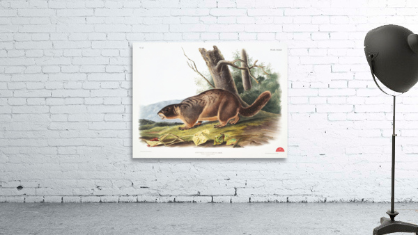 Cat Squirrel Sciurus cinereus  Wall Preview