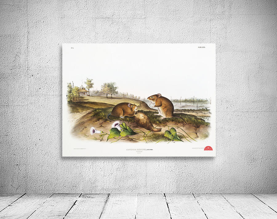 Cotton Rat Arvicola hispidus  Wall Preview