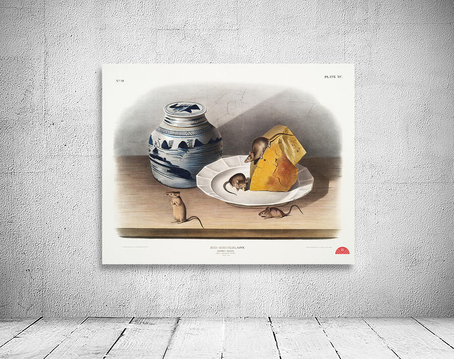 Cotton Rat Arvicola hispidus  Wall Preview