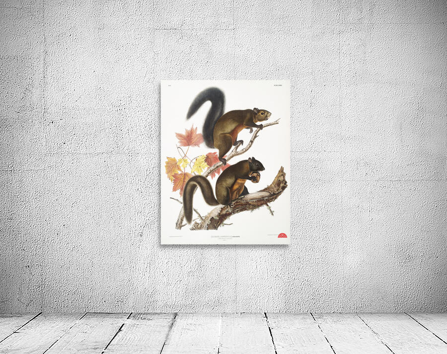 Long-haired Squirrel Sciurus longipilis  Wall Preview