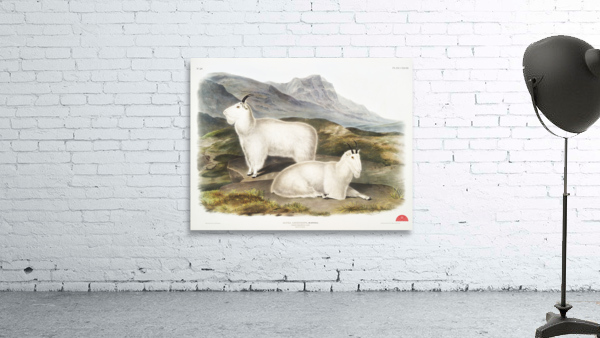 Tawny Weasel Putorius fuscus  Wall Preview