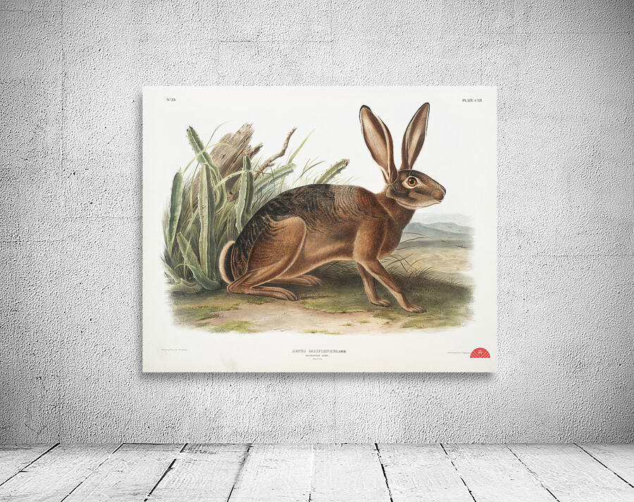 Californian Hare Lepus californicus  Wall Preview