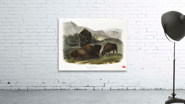 Californian Hare Lepus californicus  Wall Preview