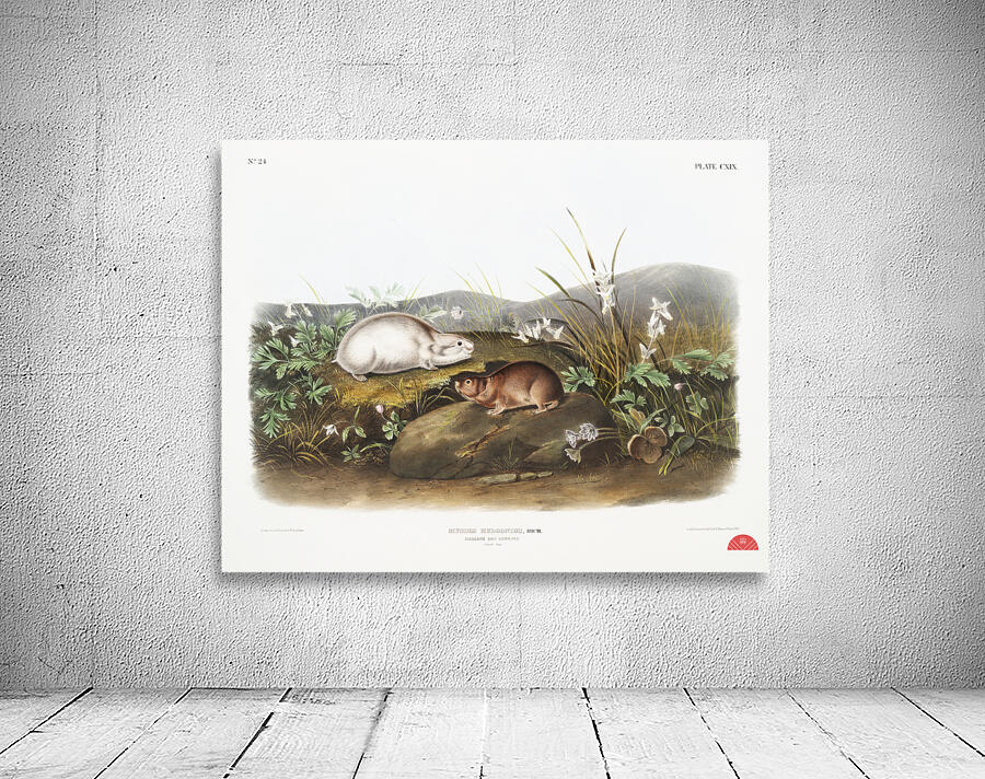 Hudson Bay Lemming Myodes Hudsonius  Wall Preview