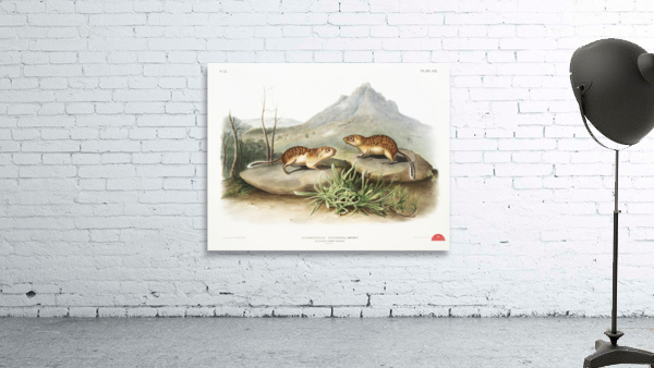 California Marmot Squirrel Spermophilus spilosoma  Wall Preview